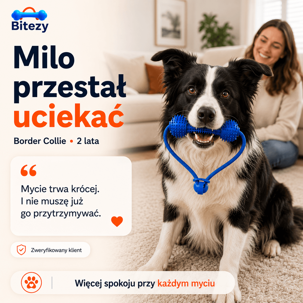 Milo, Border Collie, 2 lata